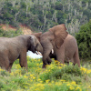 Отель Sibuya Game Reserve, фото 20