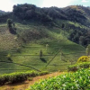 Отель Periyar Green Bed & Breakfast, фото 8