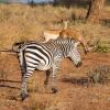 Отель Angata Serengeti, фото 18