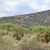 Отель Shu'mata Camp, фото 10