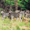 Отель Fugitives' Drift Lodge, фото 15