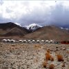 Отель TIH Ladakh Summer Camp Pangong, фото 13