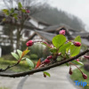 Отель Maple Garden Hotel, фото 7