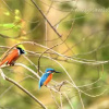 Отель Ceylon Wild Safaris Yala, фото 13