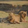 Отель Zikomo Safari Camp, фото 39