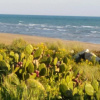 Отель Casale Hibiscus, фото 2