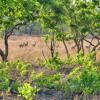 Отель Mawimbi Bush Camp, фото 7