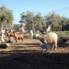 Отель Ferme D'hôte Eco Farm Tayssir, фото 18