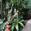 Отель Konkubdin Homestay, фото 17