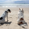 Отель Beachcomber Seafront Pet Friendly Cottage, фото 16
