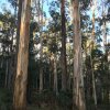 Отель Fernglen Forest Retreat of Mount Dandenong (Self Contained Bed And Breakfast Cottages) в Мельбурне