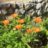 Отель Rosemary - Gorgeous Garden - A2, фото 18