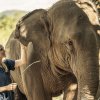 Отель Anantara Golden Triangle Elephant Camp & Resort, фото 35