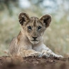 Отель Mavela Game Lodge, фото 6