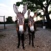 Отель Agriturismo Al Barco, фото 13