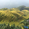Отель Longji Muyunju Boutique Homestay (Ping'an Zhuangzhai Seven Stars and Moon Viewing Point ), фото 8