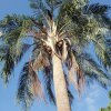 Отель Sea Shell Palms, фото 10