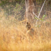 Отель The Untamed Bandhavgarh by TUTC, фото 25