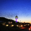 Отель Golden Bee Motel, фото 15