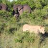 Отель Olumara Tented Camp, фото 14