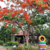 Отель Phutawan Resort  Nong Bua Lam Phu, фото 23