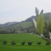 Отель Agriturismo le Spighe - Fattoria Bertaccini, фото 6