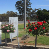 Отель Motel Dimboola, фото 12