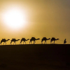 Отель Caravanserai Luxury Desert Camps, фото 12