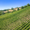 Отель Old Walls Vineyard, фото 19
