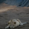 Отель Rhino Sands Safari Camp, фото 11