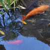 Отель Hinokitei Bokusui, фото 22