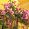 Отель B&B Maison Rosetta IUN-E4948, фото 11