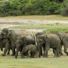 Отель Elephant Reach, фото 26