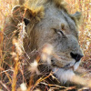 Отель Lowveld Escape, фото 33