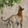 Отель Atulya Kanchi Camp, фото 7