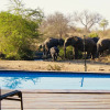 Отель Masodini Private Game Lodge, фото 13