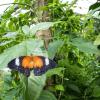 Отель Batchelor Butterfly Farm, фото 3