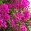 Отель Bougainvillea Lodge Bed and Breakfast, фото 6