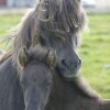 Отель Syðra-Skörðugil Guesthouse, фото 15