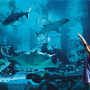 Отель The Royal at Atlantis, фото 33