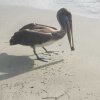 Отель Pelican, фото 21