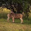 Отель Kedar Heritage Lodge, фото 33