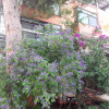 Отель Izmir Tatil Evi Beach Resort, фото 16