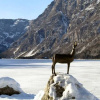 Отель Mavrica Apartmaji Bohinj, фото 8