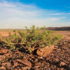 Отель Twyfelfontein Adventure Camp, фото 20