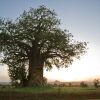 Отель Tarangire Sopa Lodge, фото 9