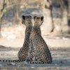 Отель Anderssons at Ongava, фото 1
