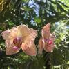 Отель Tamarindo Village, фото 33