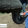 Отель Elephant Country Guest House, фото 16