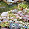 Отель China Old Story Inns Lijiang Garden, фото 31